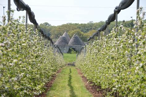 meleti e trullo melabacio eit smart neetra