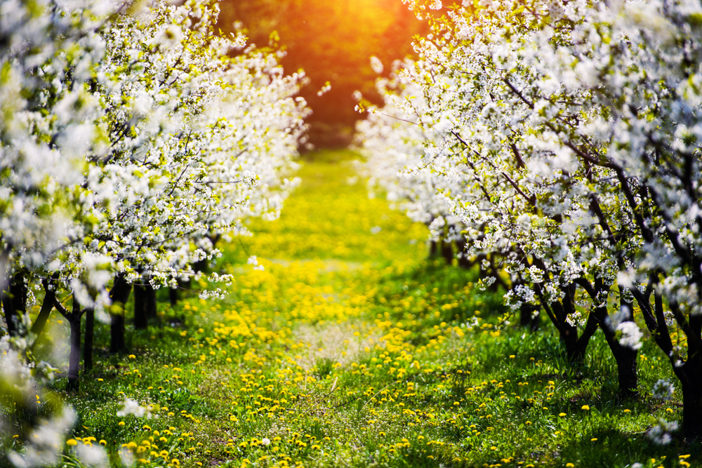 meleti melabacio eit smart neetra