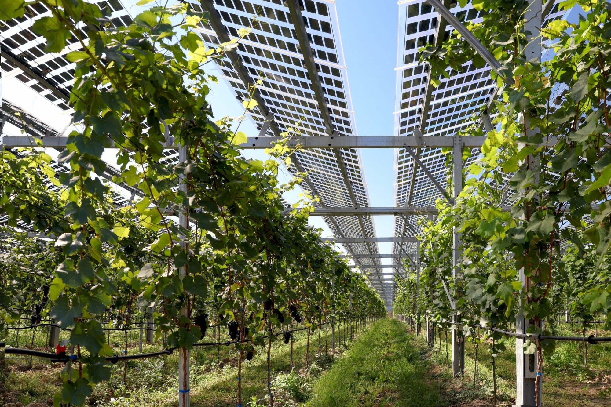 agrivoltaico neetra clementi eit smart
