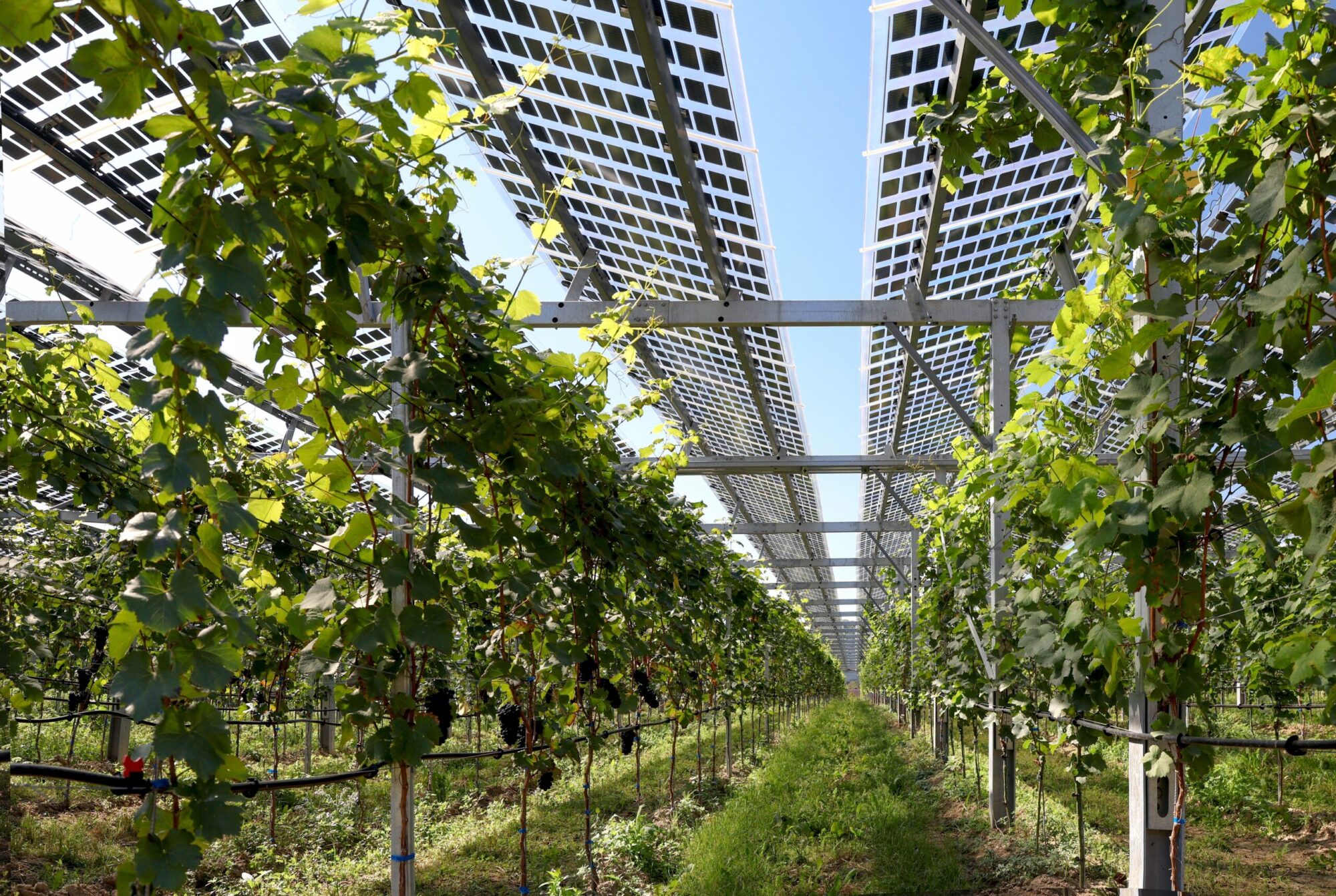 agrivoltaico neetra clementi eit smart